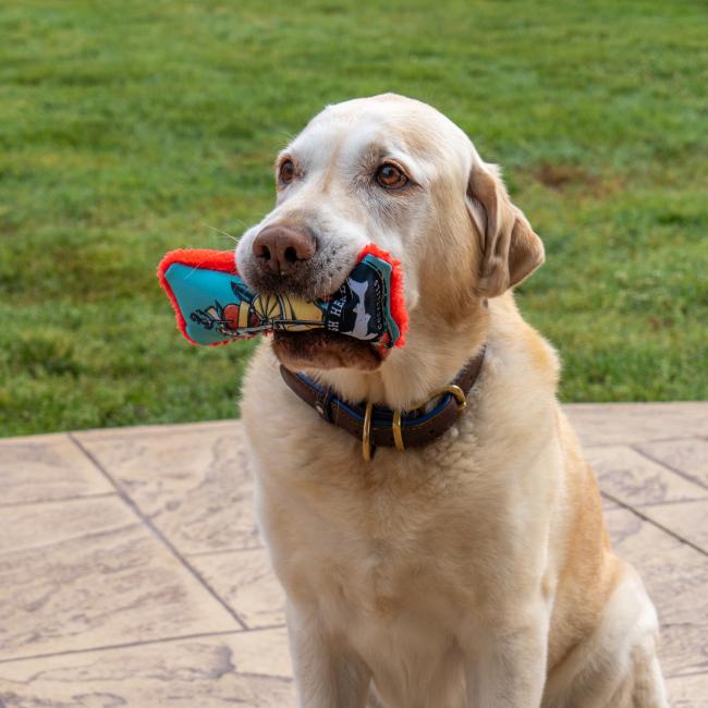 A yellow Labrador retriever sits on a patio holding the Cycle Dog LLC Mermaid Dog Toy in its mouth, with green grass in the background.