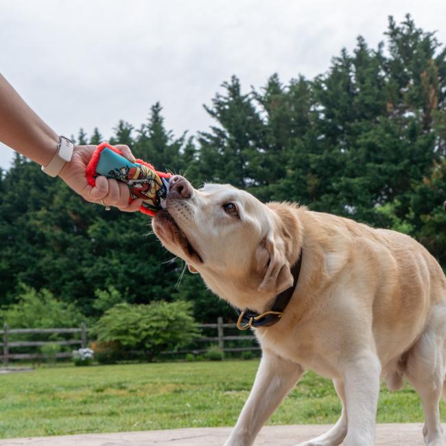 A yellow Labrador plays tug-of-war outdoors on a patio with the Cycle Dog LLC Mermaid Dog Toy, held by a person, surrounded by greenery and trees.