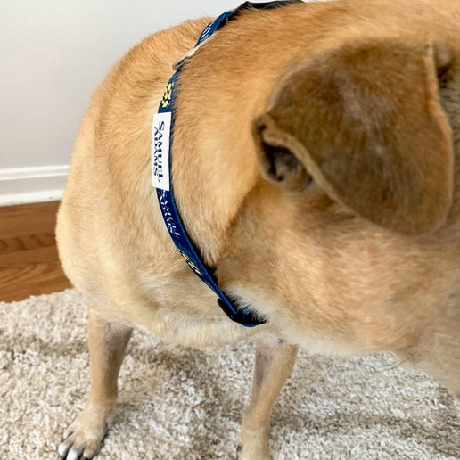 A navy blue dog collar with the Sam Adams logo on it, featuring a double-locking buckle and metal D-ring.