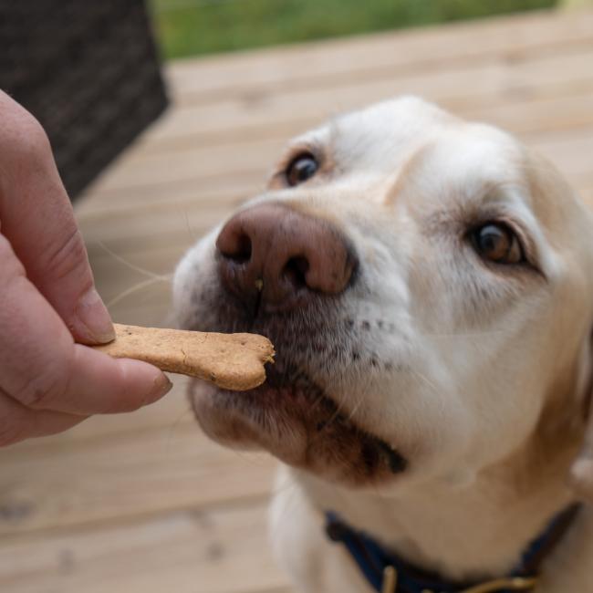 A yellow Labrador eagerly sniffs a Waggies by Maggie & Friends Inc Peanut Butter 2 Pack Dog Treat shaped like a bone, offered by hand, with a wooden deck in the background.